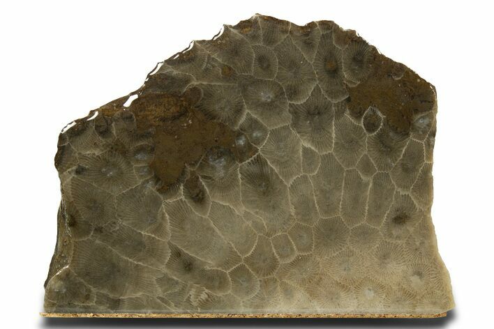 Free-Standing, Petoskey Stone (Fossil Coral) Section - Michigan #322958